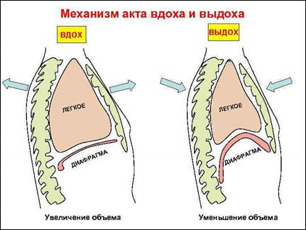 Почему количество вдохов увеличивается после физической нагрузки: причины и механизмы